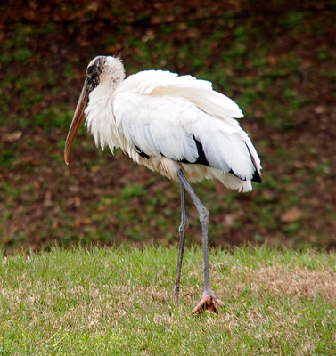 [Wood stork walking on grass. Some of its black feathers can be seen under the ruffled white ones.]